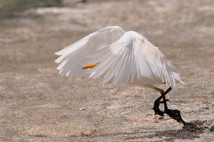 Koereiger 2.jpg